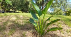 Atlantic Park, St. Joseph | Land for Sale in Barbados